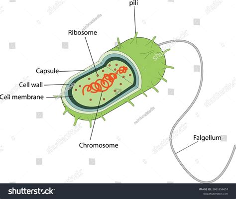 Salmonella Bacteria Structures Labels Pili Nucleoid: เวกเตอร์สต็อก (ปลอดค่าลิขสิทธิ์) 2061656657 ...