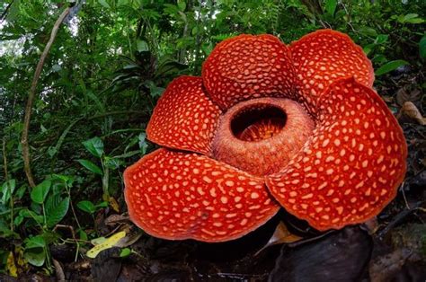 Yuk Kenali Rafflesia Arnoldii, Bunga Terbesar dan Terbau di Dunia dari ...