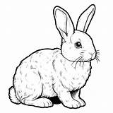 Rabbit Coloring Pages 19  Gem sketch template