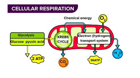 How many ATP are used and made in glycolysis, the Krebs cycle and the electron transport chain?