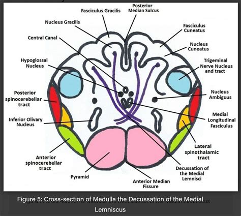 Medical에 있는 Samah Anwer님의 핀