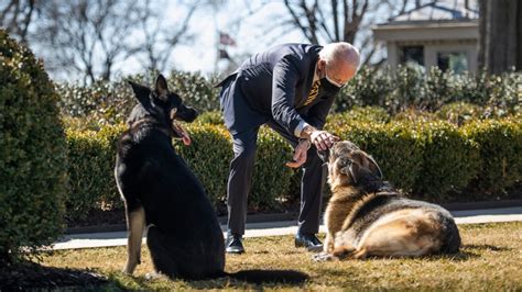 Biden says Major out of 'dog house' but getting training after White House incident - ABC News