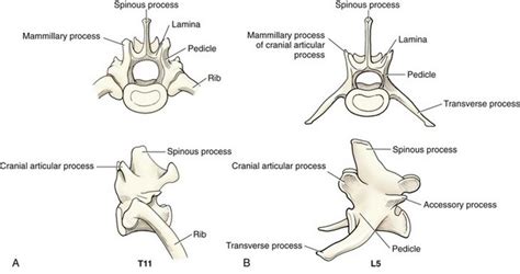 Thoracolumbar Spine | Veterian Key