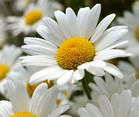 Daisy Shasta Chrysanthemum Maximum Flower Seeds