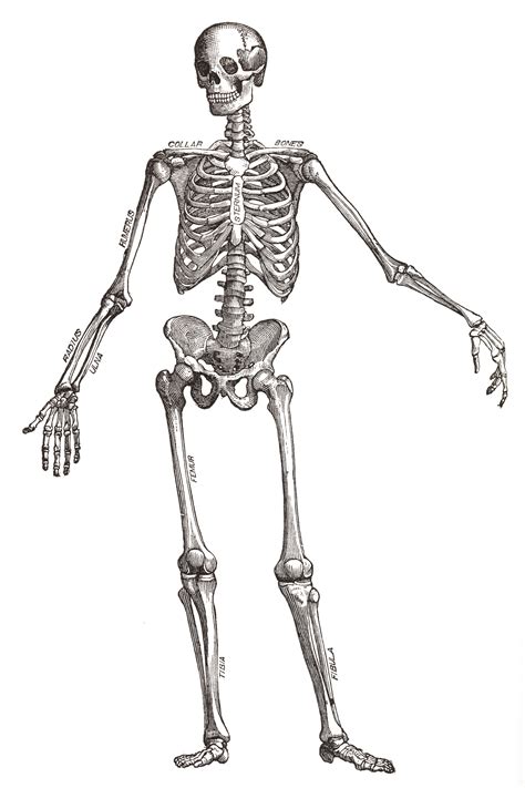 Free photo: Human Skeleton, Circa 1911 - Academical, Ribs, Limbs - Free Download - Jooinn