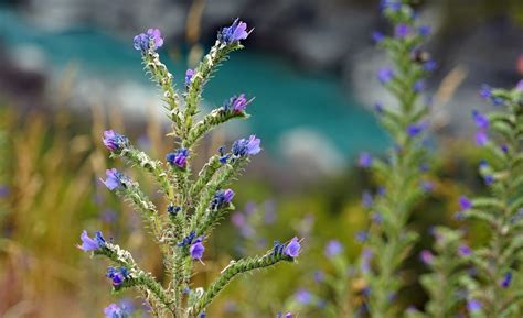 Flower,mountain flower,alpine flora,summer,blossom - free image from needpix.com