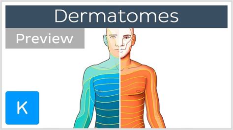 Mnemonic For Cervical Dermatomes - Dermatomes Chart and Map