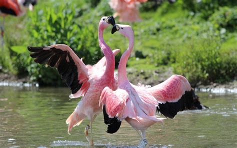 Pink Flamingo dancing wallpapers and images - wallpapers, pictures, photos