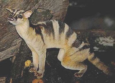 Banded Palm Civet crouched | Unusual animals, Rare animals, Weird animals