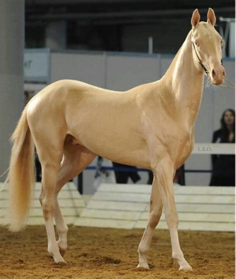 Literally, a Golden Horse. | Akhal teke horses, Horses, Rare horses