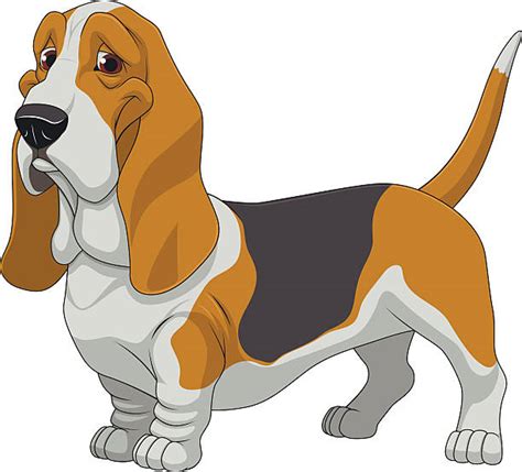 Basset Hound Illustrations, Royalty-Free Vector Graphics & Clip Art - iStock