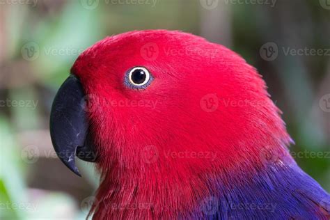 Eclectus parrot female 730180 Stock Photo at Vecteezy