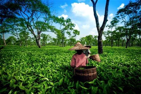 5,024 Assam Tea Garden Images, Stock Photos, 3D objects, & Vectors ...