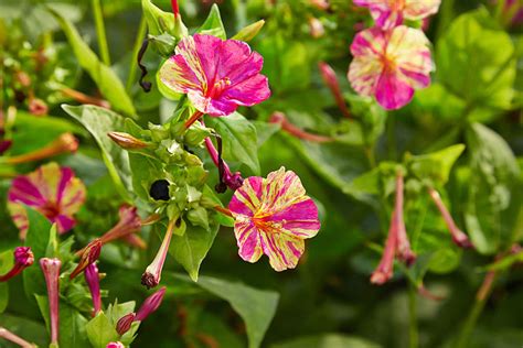 How to Grow Four O'Clocks, a Cottage Garden Favorite - Dengarden