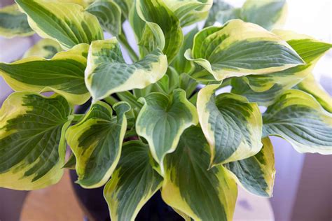 Hostas: Indoor Plant Care & Growing Guide