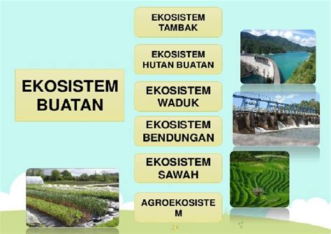 Mengapa sawah termasuk ekosistem buatan 2021