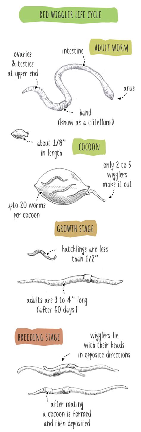 Life Cycle Of A Red Wiggler Worm (Surprising Facts!)