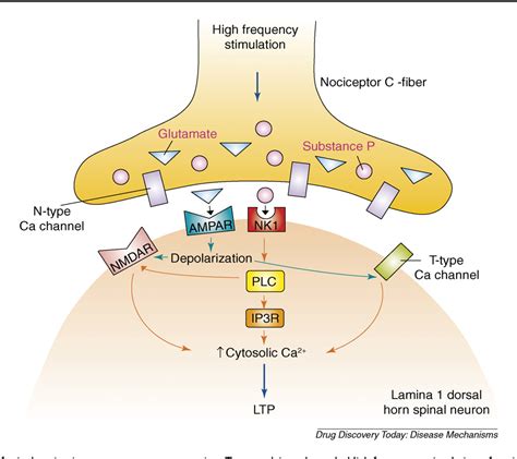 Figure 2 from Contributions of T-type calcium channels to the pathophysiology of pain signaling ...