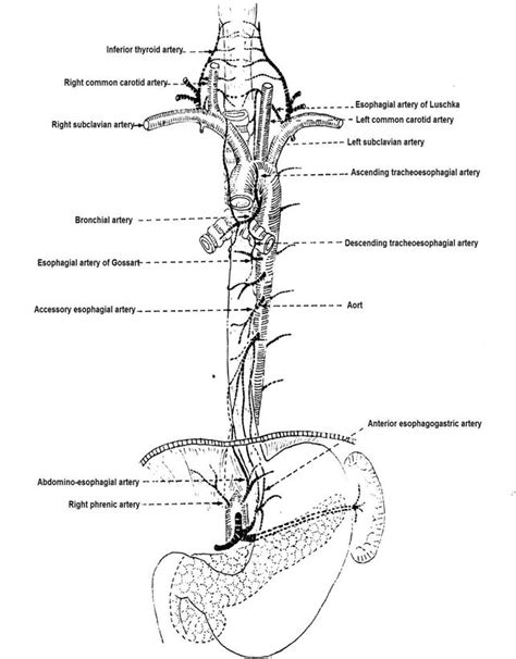 Esophagus Diagram Simple