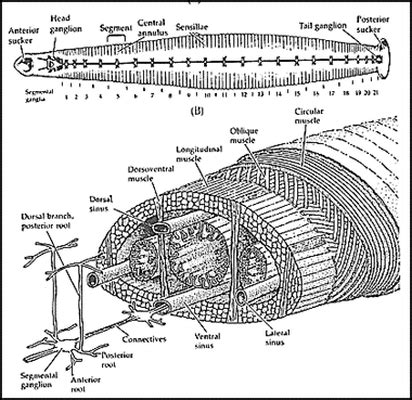 Leech - MUSCULAR SYSTEM IN DIFFERENT PHYLUMS