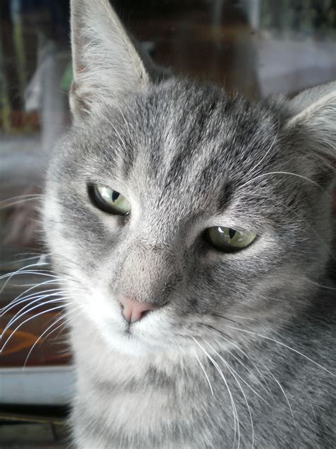 Beautiful gray cat with lovely eyes | Cats, Lovely eyes, Beautiful