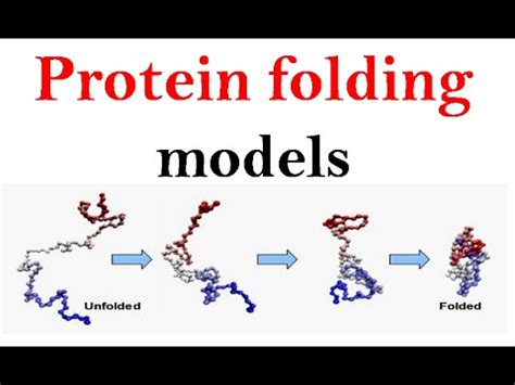 Protein folding models - YouTube