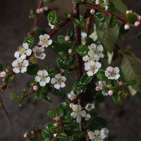 Cotoneaster Coral Beauty - Cotoneaster Tree – Mail Order Trees