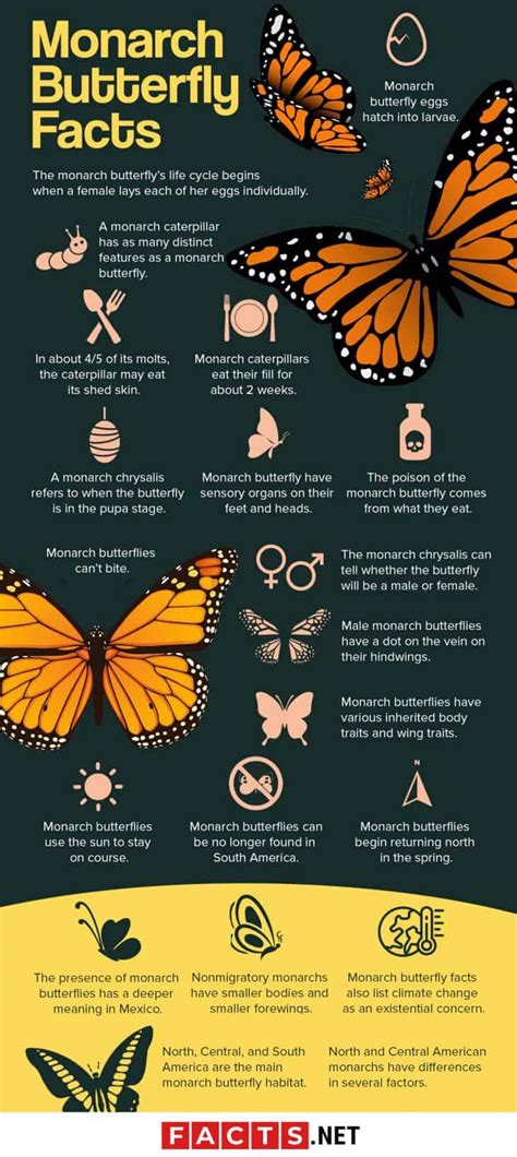 50 Magnificent Monarch Butterfly Facts You Can't Miss | Facts.net