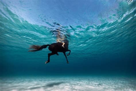 Swimming With The Horse Photo | Underwater portrait, Underwater ...