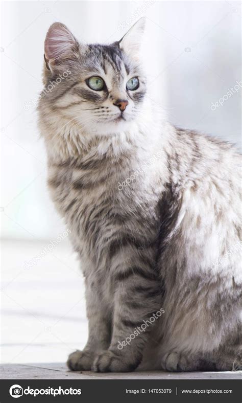 Pretty silver cat of siberian breed in the garden — Stock Photo © endomass #147053079 | Cats ...