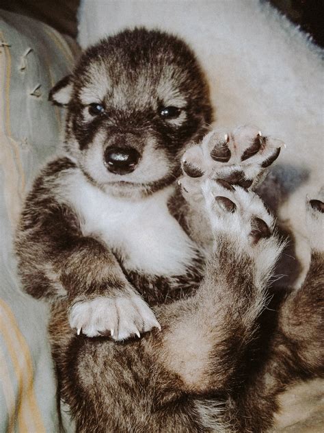 A New Puppy Owner’s Guide To Caring For A Wolf Dog | Living Tiny With A ...