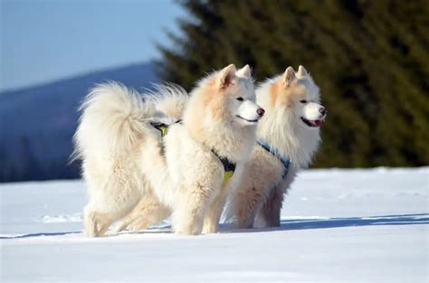 Samoyed vs American Eskimo - A Detailed Comparison of Both Dogs!