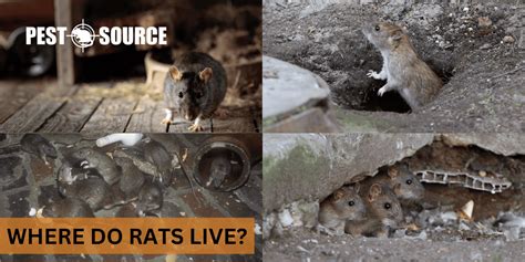 Where Do Rats Live? - Pest Source