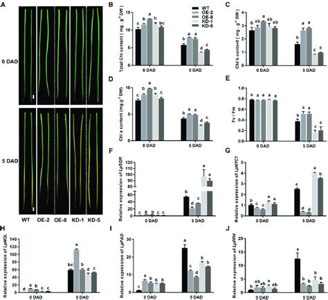 LpNAL repressed dark-induced leaf senescence. A, Dark induced leaf ...