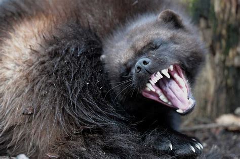 VIELFRASS WOLVERINE GULO GULO Rare Animals, Animals And Pets, Wolverine Animal, Wolverine Images ...