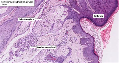 Skin Histology