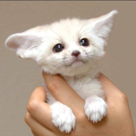 Fennec fox pup | Cute baby animals, Cute animals, Baby animals