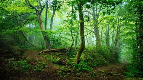 HD wallpaper: misty, forest, trees, plant, land, fog, tranquility, woodland | Wallpaper Flare