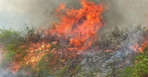 Brush Fire Danger Remains Amid Continued Dry Spell - CBS Boston