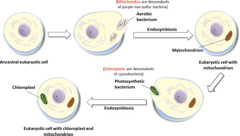 Endosymbiotic Theory Shop | mcpi.edu.ph