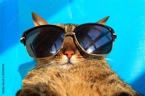 funny cat wearing sunglasses relaxing in the sun, vacation, summer holidays, resort Stock-Foto ...