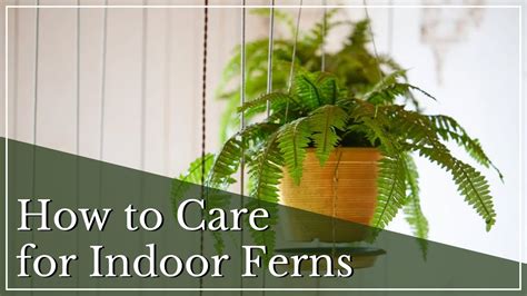 How To Care for Indoor Ferns | Indoor Fern Care Tips | Houseplant Fern Care Guide | Fern Care ...