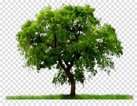 Download High Quality tree transparent background oak Transparent PNG Images - Art Prim clip ...