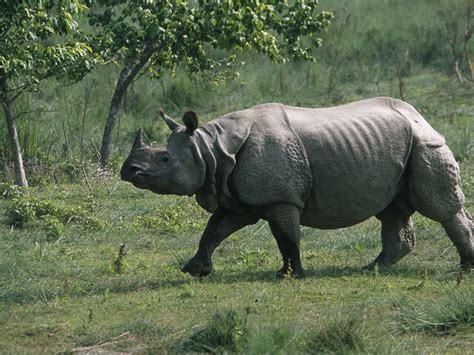 Greater One-Horned Rhino | Species | WWF