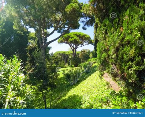 Lush Greenery of a Tropical Garden Stock Image - Image of green ...