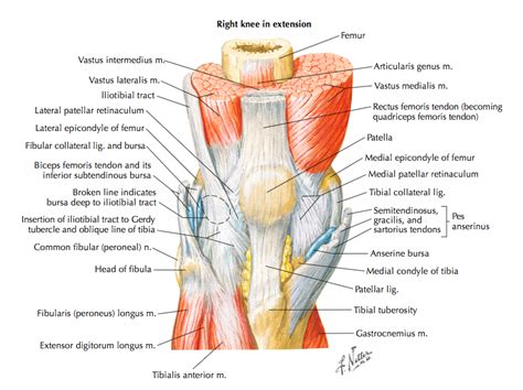 Assessment of acute knee injuries with snow-specific skills — Rayner & Smale