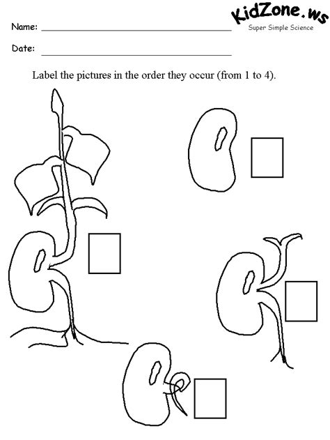 How Do Seeds Grow Activity Sheet