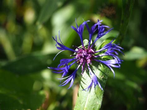 "Perennial Cornflower" Images – Browse 1,539 Stock Photos, Vectors, and Video | Adobe Stock