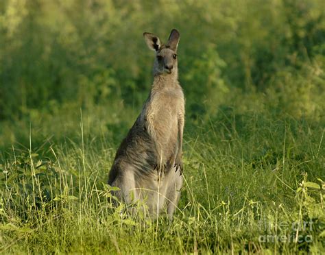 Kangaroo Female Photograph by Bob Christopher