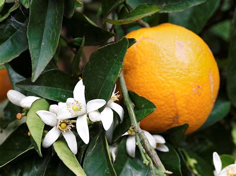 What Is The Florida State Flower? - WorldAtlas